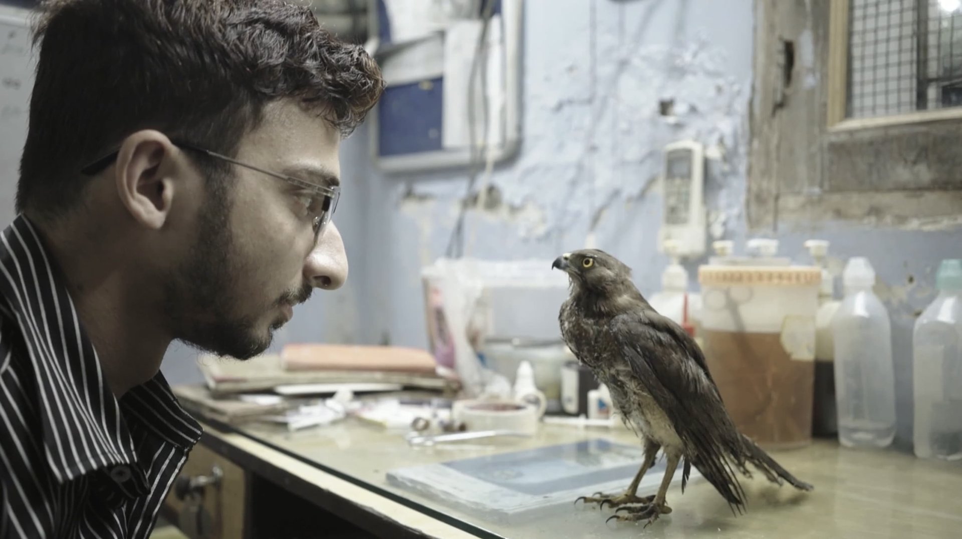 Cinematic background from All That Breathes 2022 - Against the darkening backdrop of New Delhi's apocalyptic air and escalating violence, two brothers devote their lives to protecting one casualty of the turbulent times: the bird known as the black kite.