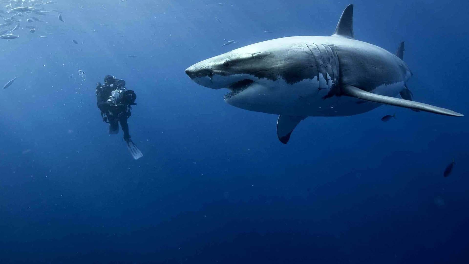 Cinematic background from Oceans 2009 - An ecological drama/documentary, filmed throughout the globe. Part thriller, part meditation on the vanishing wonders of the sub-aquatic world.