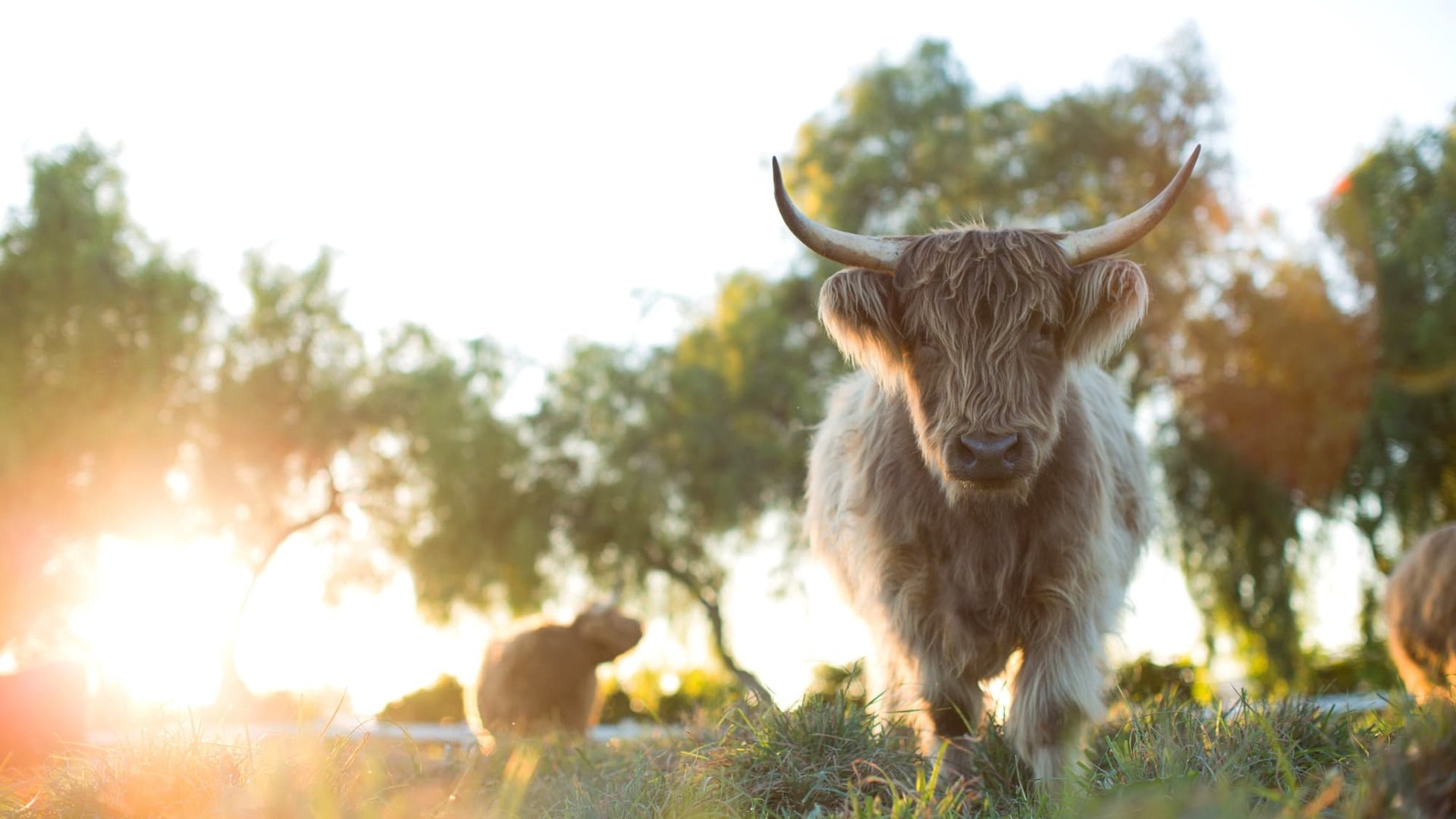 Cinematic background from The Biggest Little Farm: The Return 2022 - This special follows the farmers' 10-year tireless journey as they transform the land into a magical working farm and document the whole process in this heartwarming special that is akin to a real-life "Charlotte’s Web."