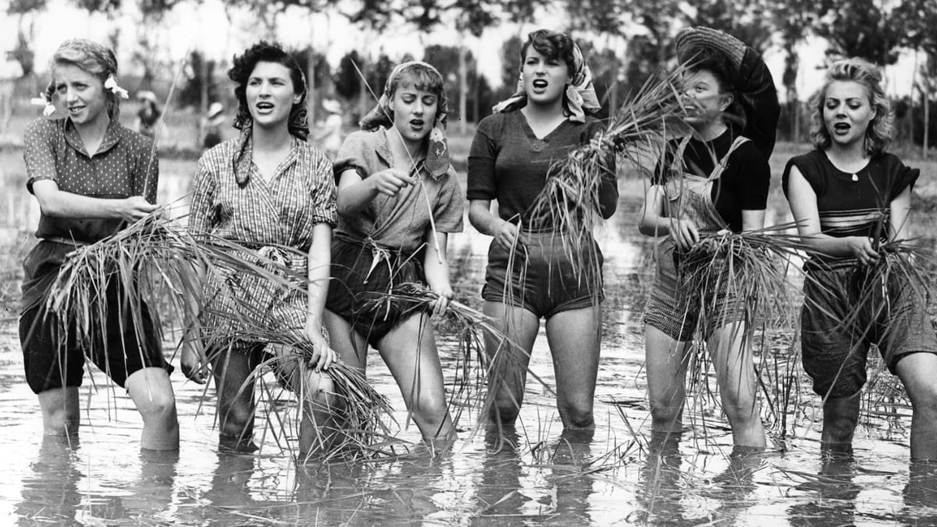 Cinematic background from Bitter Rice 1949 - Francesca and Walter are two-bit criminals in Northern Italy, and, in an effort to avoid the police, Francesca joins a group of women rice workers. She meets the voluptuous peasant rice worker, Silvana, and the soon-to-be-discharged soldier, Marco. Walter follows her to the rice fields, and the four characters become involved in a complex plot involving robbery, love, and murder.