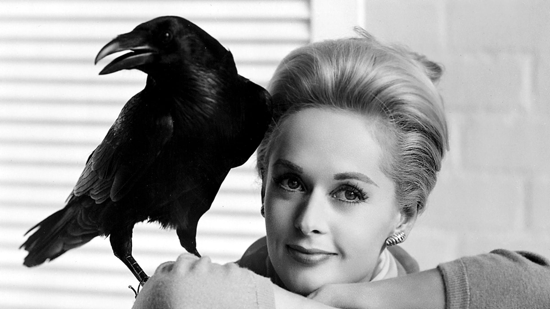 Cinematic background from The Birds 1963 - Chic socialite Melanie Daniels enjoys a passing flirtation with an eligible attorney in a San Francisco pet shop and, on an impulse, follows him to his hometown bearing a gift of lovebirds. But upon her arrival, the bird population runs amok. Suddenly, the townsfolk face a massive avian onslaught, with the feathered fiends inexplicably attacking people all over Bodega Bay.