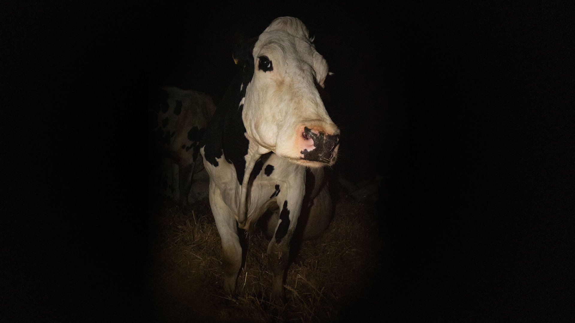 Cinematic background from Cow 2021 - A close-up portrait of the daily lives of two cows.
