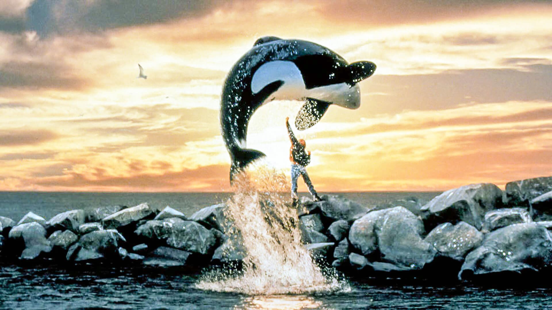 Cinematic background from Free Willy 1993 - When maladjusted orphan Jesse vandalizes a theme park, he is placed with foster parents and must work at the park to make amends. There he meets Willy, a young Orca whale who has been separated from his family. Sensing kinship, they form a bond and, with the help of kindly whale trainer Rae Lindley, develop a routine of tricks. However, greedy park owner Dial soon catches wind of the duo and makes plans to profit from them.