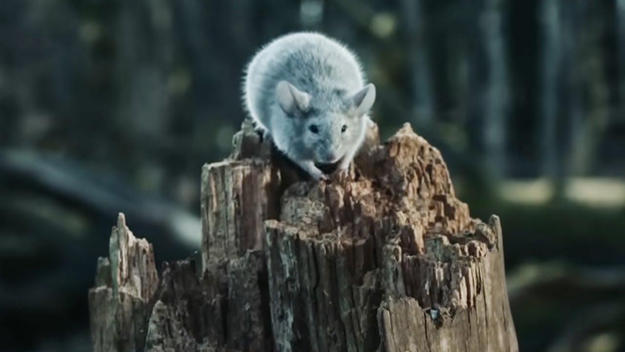 Cinematic background from alt-J - In Cold Blood 2017 - null