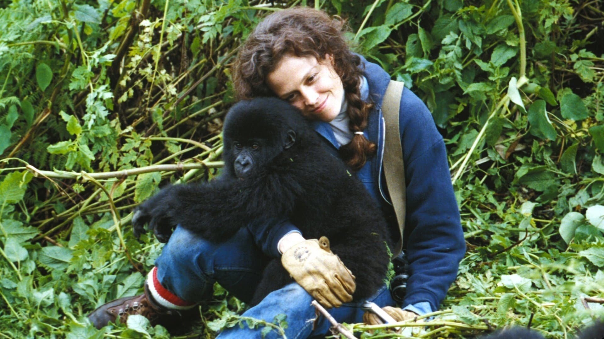 Cinematic background from Gorillas in the Mist 1988 - The story of Dian Fossey, a scientist who came to Africa to study the vanishing mountain gorillas, and later fought to protect them.