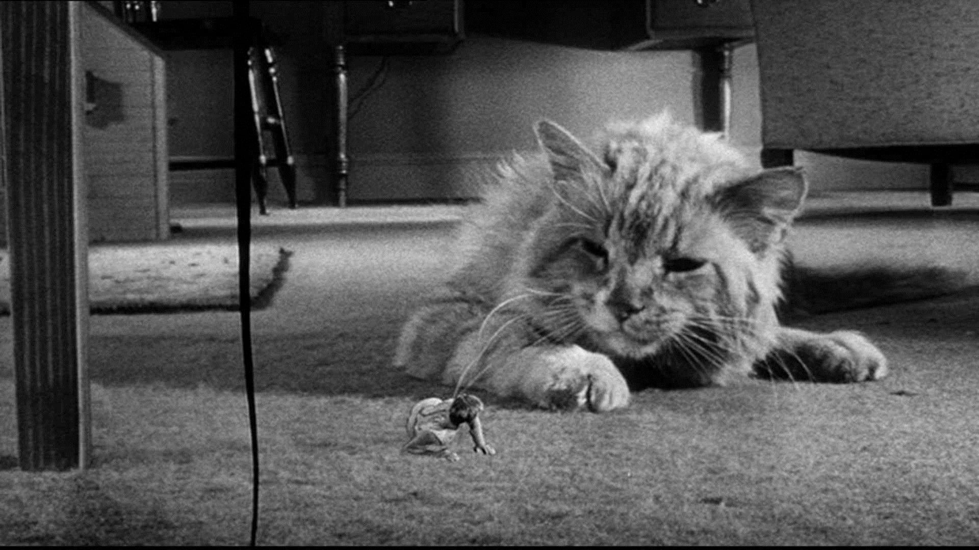 Cinematic background from The Incredible Shrinking Man 1957 - A dangerous combination of radiation and insecticide causes the unfortunate Scott Carey to shrink, slowly but surely, until he is only a few inches tall. His home becomes a wilderness where he must survive everything from spiders living in the cellar to his beloved cat.