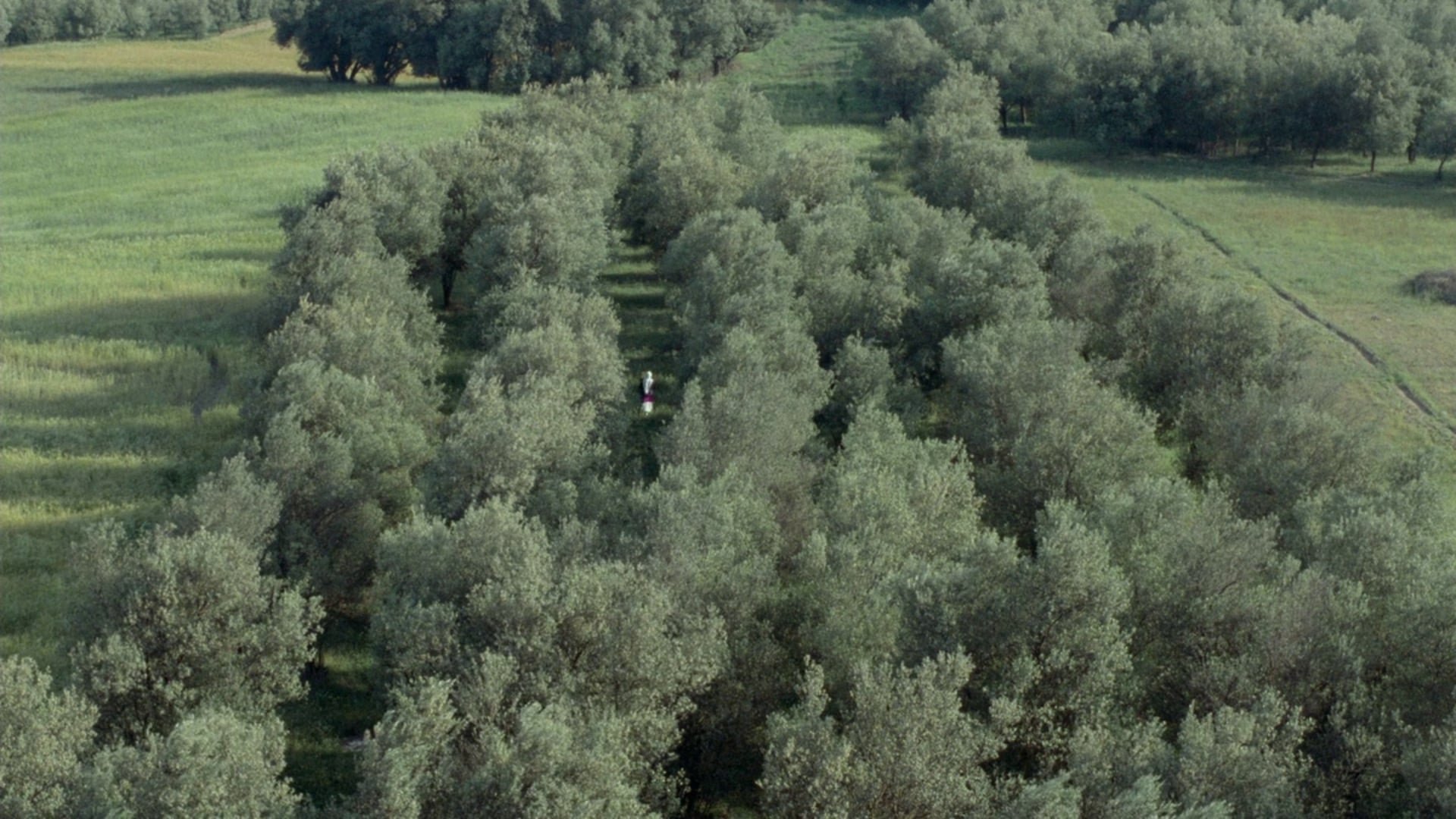 Cinematic background from Through the Olive Trees 1994 - Complications arise in a director's attempt to film a scene in Life, and Nothing more... (1992).
