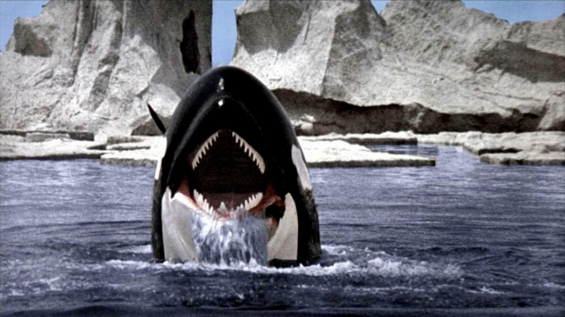 Cinematic background from Orca 1977 - After witnessing the killing of his mate and offspring at the hands of a reckless Irish captain, a vengeful killer whale rampages through the fisherman's Newfoundland harbor. Under pressure from the villagers, the captain, a female marine biologist and an Indigenous tribalist venture after the great beast, who will meet them on its own turf.