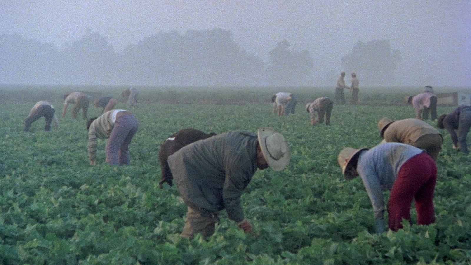 Cinematic background from Alambrista! 1977 - After the birth of his first child, Roberto, a young Mexican man, slips across the border into the United States. Seeking work to support his family back home, he finds that working hard is not enough.