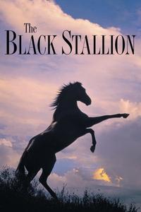 Official poster of The Black Stallion 1979 directed by [object Object]