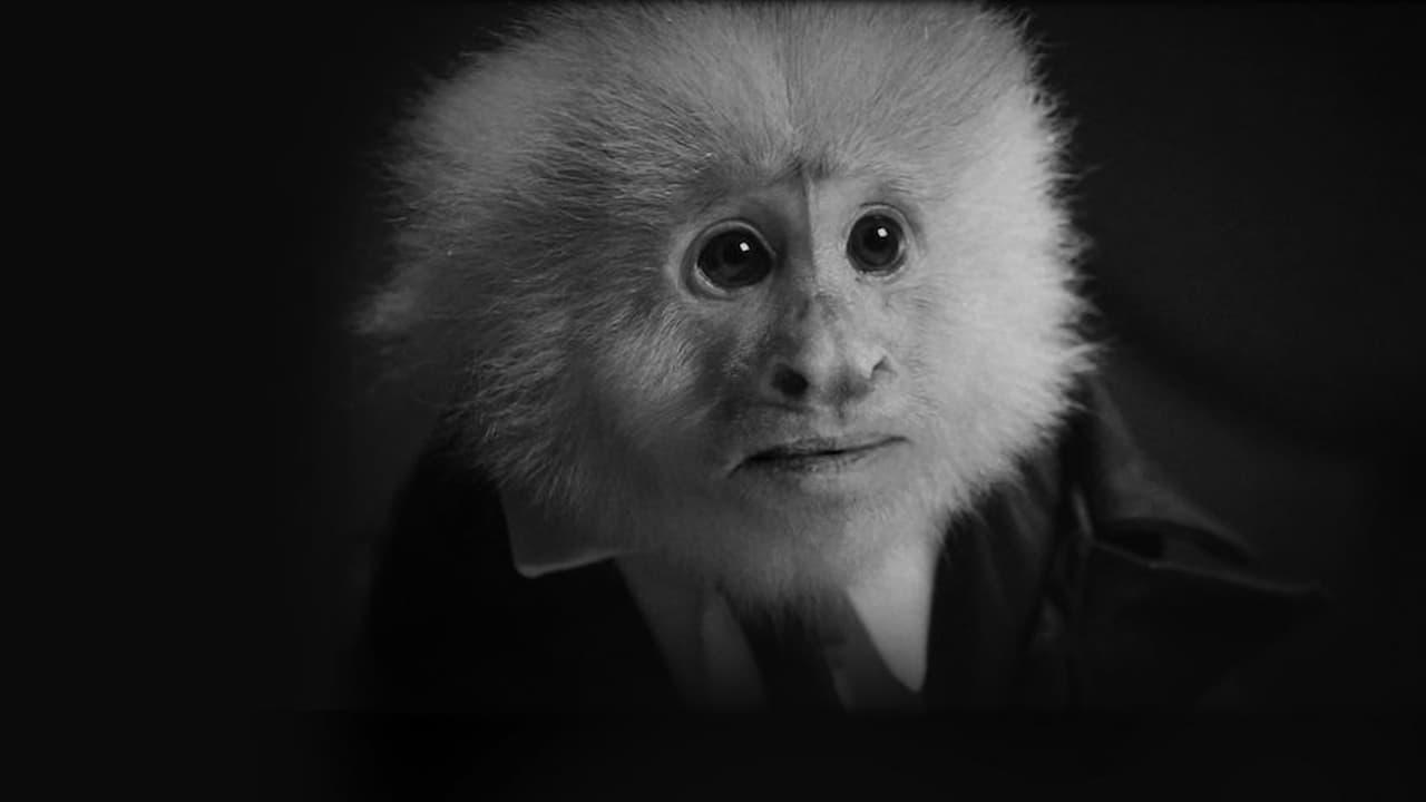 Cinematic background from What Did Jack Do? 2017 - In a locked down train station, a homicide detective conducts an interview with a tormented monkey  who is suspected of murder.