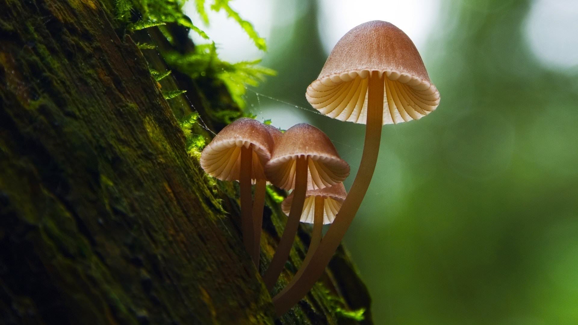Cinematic background from Fantastic Fungi 2019 - A vivid journey into the mysterious subterranean world of mycelium and its fruit— the mushroom. A story that begins 3.5 billion years ago, fungi makes the soil that supports life, connecting vast systems of roots from plants and trees all over the planet, like an underground Internet.  Through the eyes of renowned mycologist Paul Stamets, professor of forest ecology Suzanne Simard, best selling author Michael Pollan, food naturalist Eugenia Bone and others, we experience the power, beauty and complexity of the fungi kingdom.