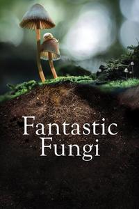 Official poster of Fantastic Fungi 2019 directed by [object Object]