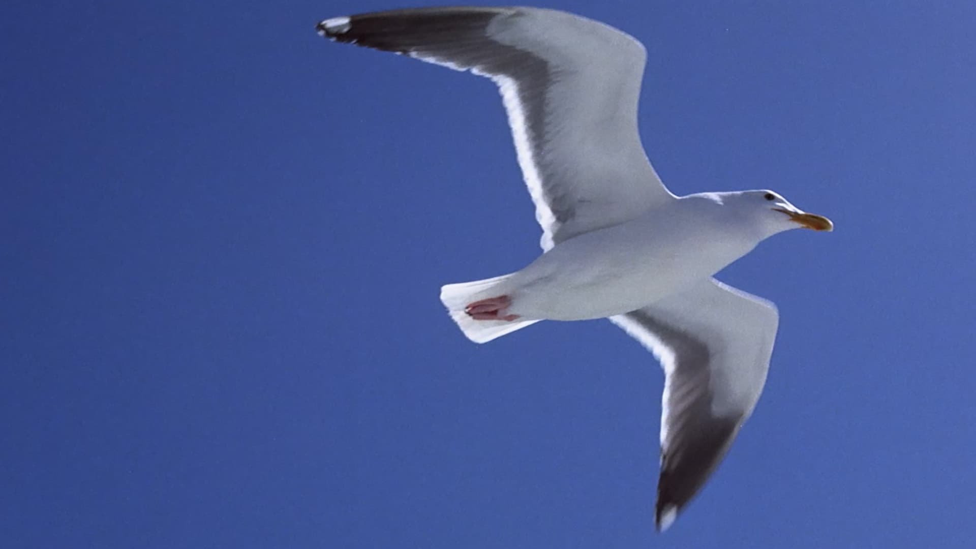 Cinematic background from Jonathan Livingston Seagull 1973 - Jonathan is sick and tired of the boring life in his seagull clan. He rather experiments with new, always more daring flying techniques. Since he doesn't fit in, the elders expel him from the clan. So he sets out to discover the world beyond the horizon in a quest for wisdom.