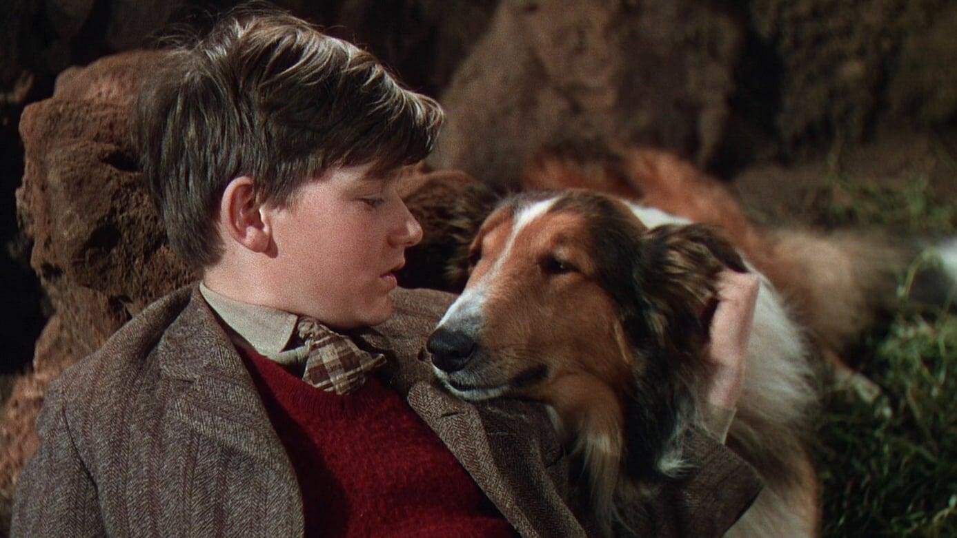 Cinematic background from Lassie Come Home 1943 - Hard times come for the Carraclough family and they are forced to sell their dog, Lassie, to the rich Duke of Rudling. Lassie, however, is unwilling to remain apart from young Carraclough son Joe and sets out on a long and dangerous journey to rejoin him.