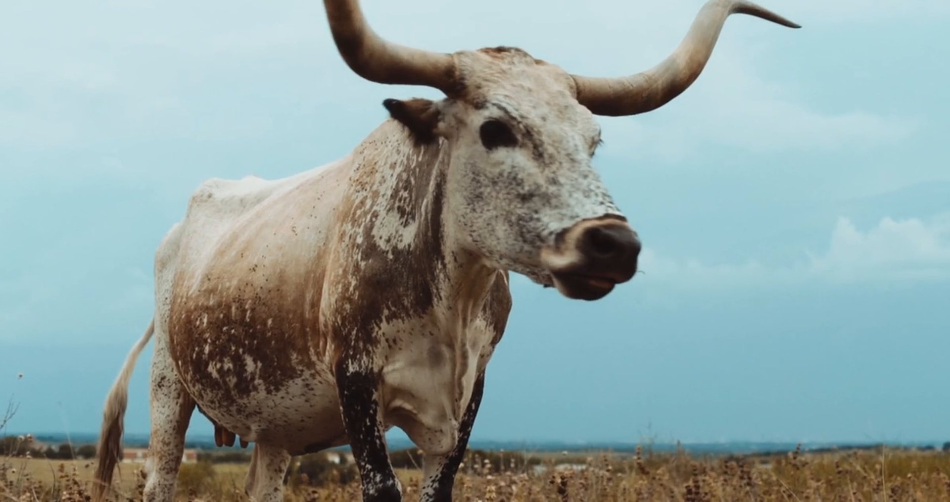 Cinematic background from Alt-J - Left Hand Free 2014 - null