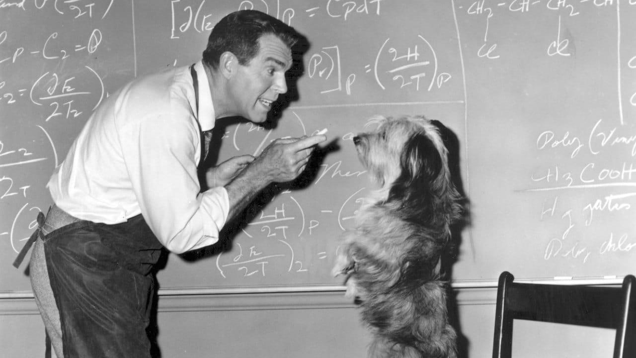 Cinematic background from The Absent Minded Professor 1961 - Bumbling professor Ned Brainard accidentally invents flying rubber, or "Flubber", an incredible material that gains energy every time it strikes a hard surface. It allows for the invention of shoes that can allow jumps of amazing heights and enables a modified Model-T to fly. Unfortunately, no one is interested in the material except for Alonzo Hawk, a corrupt businessman who wants to steal the material for himself.