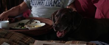 Movie still from “He's Just Not That Into You” (2009), directed by Ken Kwapis – A dog sitting in front of a bowl of food; Close Up shot, High angle