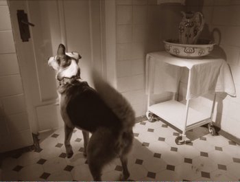Movie still from “Heart of a Dog” (1988), directed by Vladimir Bortko – Two dogs in a room with a sink in the background; Wide shot, High angle