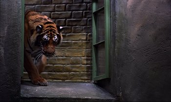 Movie still from “Help!” (1965), directed by Richard Lester – A tiger near a brick wall; Wide shot, High angle