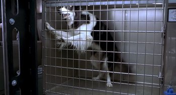 Movie still from “Hollow Man” (2000), directed by Paul Verhoeven – A black and white dog is in a cage; Wide shot, Low angle
