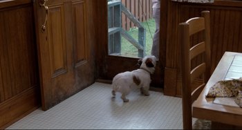 Movie still from “Honey, I Shrunk the Kids” (1989), directed by Joe Johnston – A small dog standing in front of a door; Wide shot, High angle