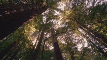 Movie still from “House of Sand and Fog” (2003), directed by Vadim Perelman – Looking up at the sky through the trees in the forest; Extreme Wide shot, Low angle