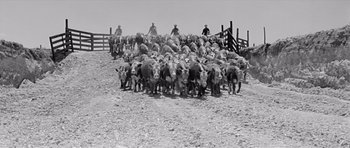 Movie still from “Hud” (1963), directed by Martin Ritt – A herd of cattle being herded by men on horseback; Extreme Wide shot, High angle