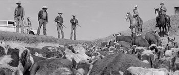 Movie still from “Hud” (1963), directed by Martin Ritt – A black and white photo of two men standing in the middle of a herd of cattle; Wide shot, Low angle