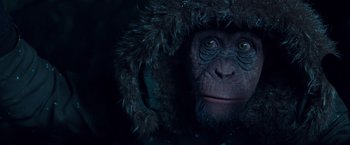 Movie still from “War for the Planet of the Apes” (2017), directed by Matt Reeves – A monkey wearing a fur hat looking at the camera; Close Up shot, Low angle