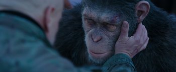 Movie still from “War for the Planet of the Apes” (2017), directed by Matt Reeves – A chimpanzees face with a person touching it's ear; Close Up shot, Over the shoulder angle