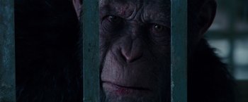 Movie still from “War for the Planet of the Apes” (2017), directed by Matt Reeves – The face of an ape looking through a fence; Close Up shot, Low angle