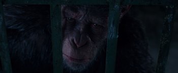 Movie still from “War for the Planet of the Apes” (2017), directed by Matt Reeves – The face of an ape behind bars; Close Up shot, High angle