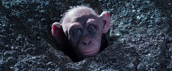 Movie still from “War for the Planet of the Apes” (2017), directed by Matt Reeves – A baby chimpanzees head poking out of a hole; Close Up shot, High angle