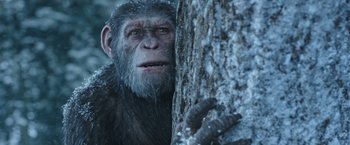 Movie still from “War for the Planet of the Apes” (2017), directed by Matt Reeves – An ape looking at a tree; Close Up shot, Low angle