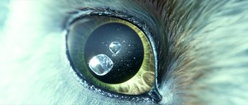 Movie still from “Legend of the Guardians: The Owls of Ga'Hoole” (2010), directed by Zack Snyder – An animal's eye is shown with water droplets in it's iris; Extreme Close Up shot, High angle