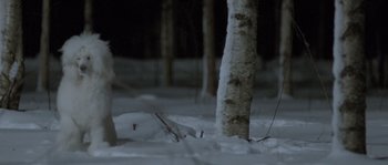 Movie still from “Let the Right One In” (2008), directed by Tomas Alfredson – A group of trees that are in the snow; Wide shot, Low angle