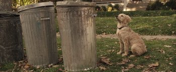 Movie still from “Wish Upon” (2017), directed by John R. Leonetti – A dog standing in front of a trash can; Wide shot, Low angle