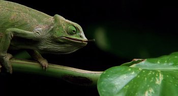 Movie still from “Lord of the Flies” (1990), directed by Harry Hook – A green lizard sitting on top of a leaf; Extreme Close Up shot, Low angle