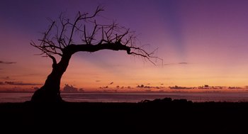 Movie still from “Lord of the Flies” (1990), directed by Harry Hook – A bare tree on the shore of a body of water at sunset; Extreme Wide shot, Low angle