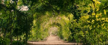 Movie still from “Magic in the Moonlight” (2014), directed by Woody Allen – A tunnel of trees and a dirt road; Extreme Wide shot, High angle