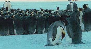 Movie still from “March of the Penguins” (2005), directed by Luc Jacquet – A large group of penguins gathered together in the snow; Wide shot, High angle
