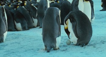 Movie still from “March of the Penguins” (2005), directed by Luc Jacquet – A group of penguins standing on top of a snow covered ground; Medium shot, Low angle