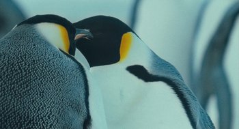 Movie still from “March of the Penguins” (2005), directed by Luc Jacquet – A penguin's head and beak; Extreme Close Up shot, Over the shoulder angle
