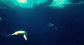 Movie still from “March of the Penguins” (2005), directed by Luc Jacquet – A group of dolphins swimming in the water; Extreme Wide shot, High angle