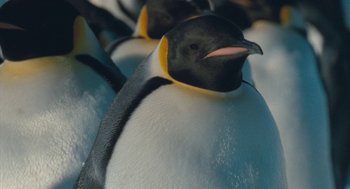 Movie still from “March of the Penguins” (2005), directed by Luc Jacquet – A group of penguins with their mouths open; Close Up shot, Low angle