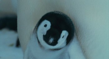 Movie still from “March of the Penguins” (2005), directed by Luc Jacquet – A baby penguin's face; Extreme Close Up shot, High angle