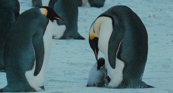 Movie still from “March of the Penguins” (2005), directed by Luc Jacquet – A group of penguins standing next to each other on a beach; Medium shot, High angle