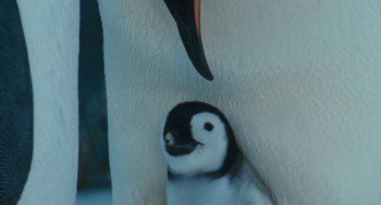 Movie still from “March of the Penguins” (2005), directed by Luc Jacquet – A penguin's head and beak; Extreme Close Up shot, High angle