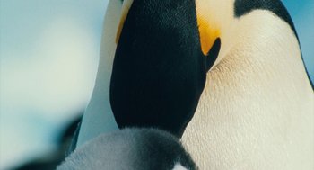 Movie still from “March of the Penguins” (2005), directed by Luc Jacquet – View of the head of a duck; Extreme Close Up shot, High angle